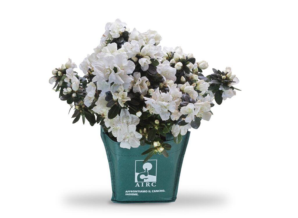 azalea ricerca airc festa mamma