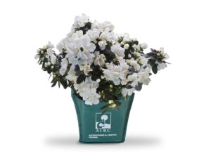 azalea ricerca airc festa mamma
