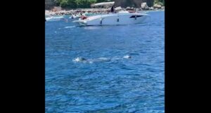 foca monaca capri