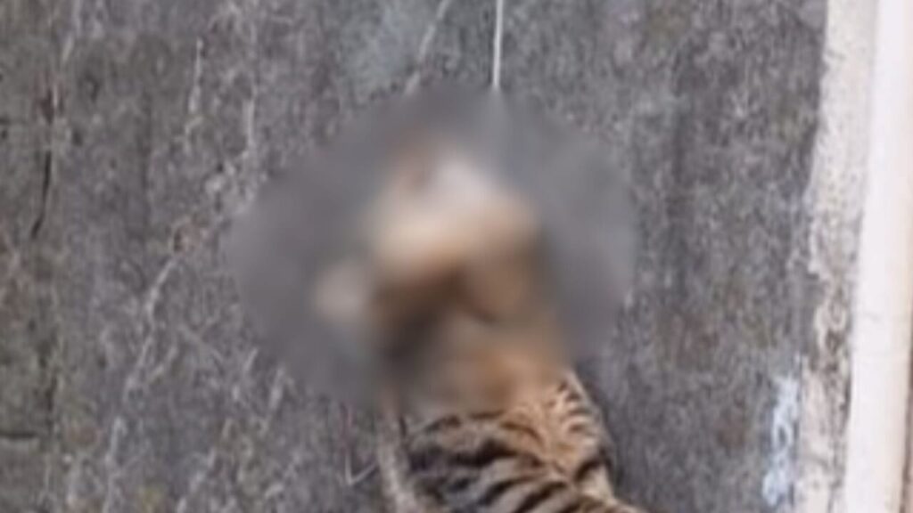 Gatto impiccato