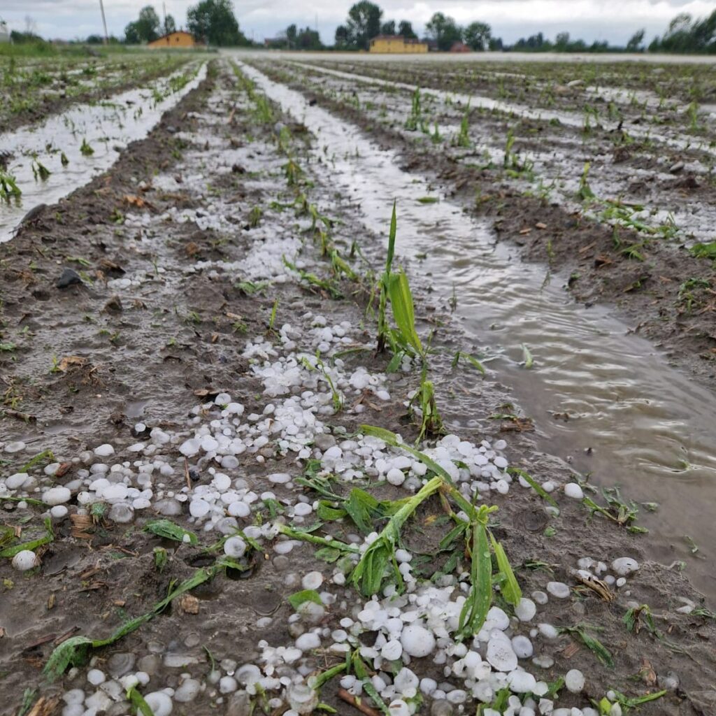 maltempo agricoltura piemonte