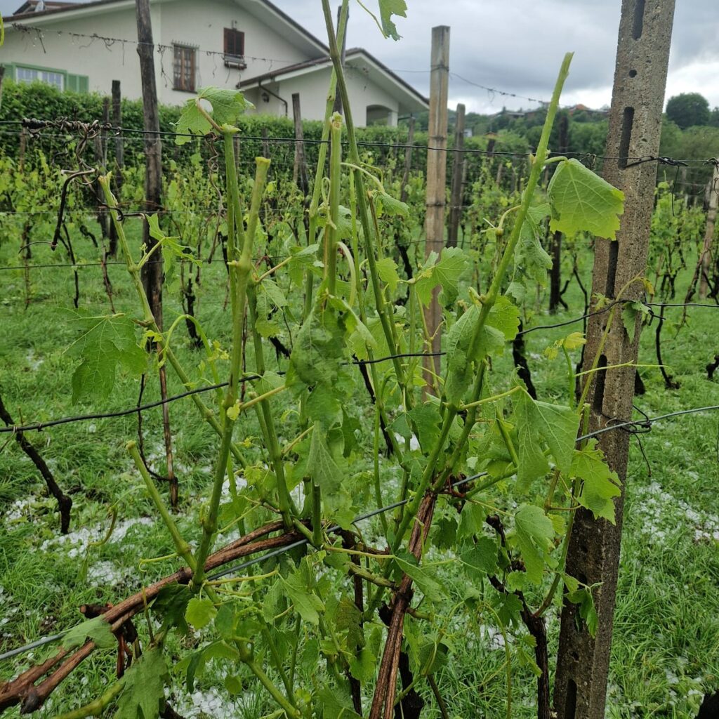 maltempo agricoltura piemonte