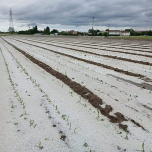 maltempo agricoltura piemonte