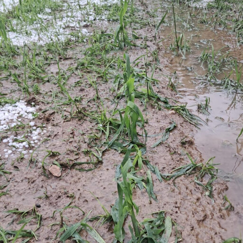 maltempo agricoltura piemonte