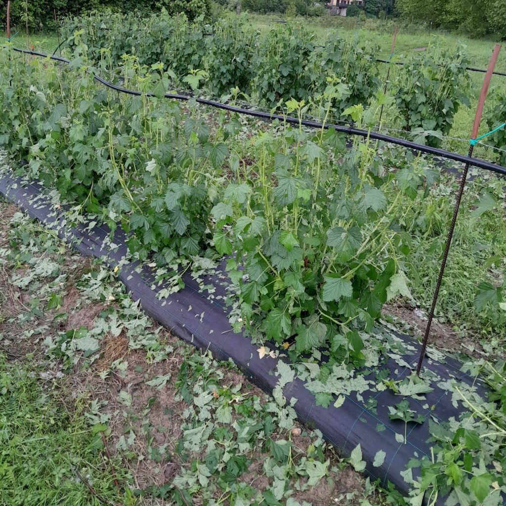 maltempo agricoltura piemonte