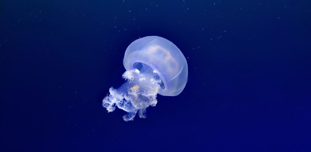 meduse