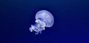 meduse