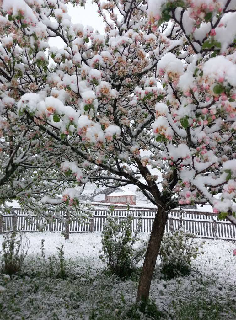 neve romania