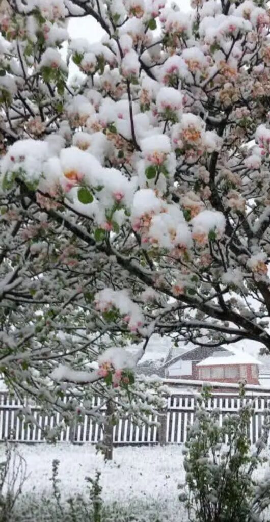 neve romania