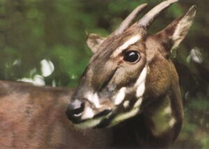 saola unicorno asiatico