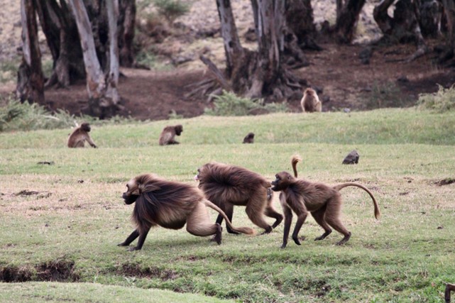 scimmie gelada