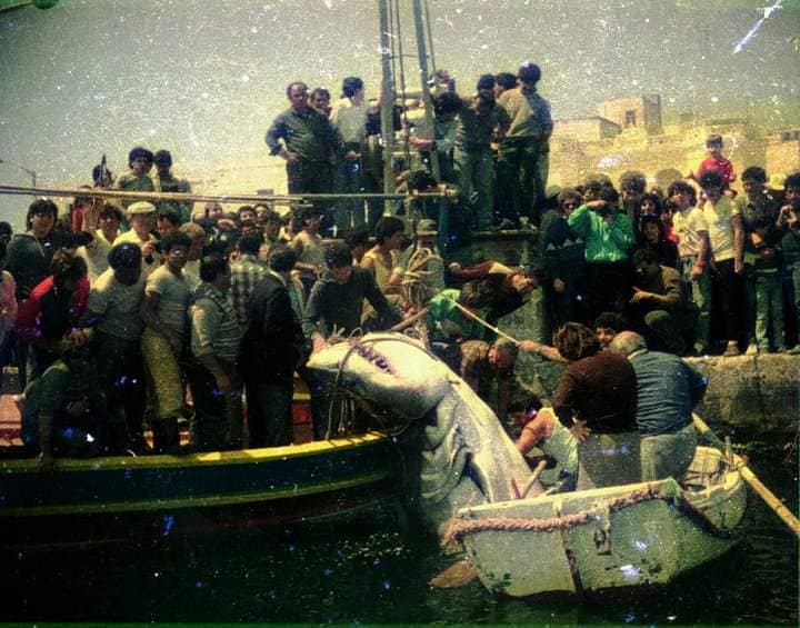squalo bianco malta 1987