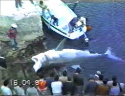 squalo bianco malta 1987