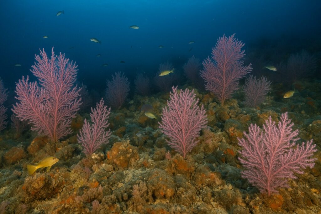 Barriera gorgonie