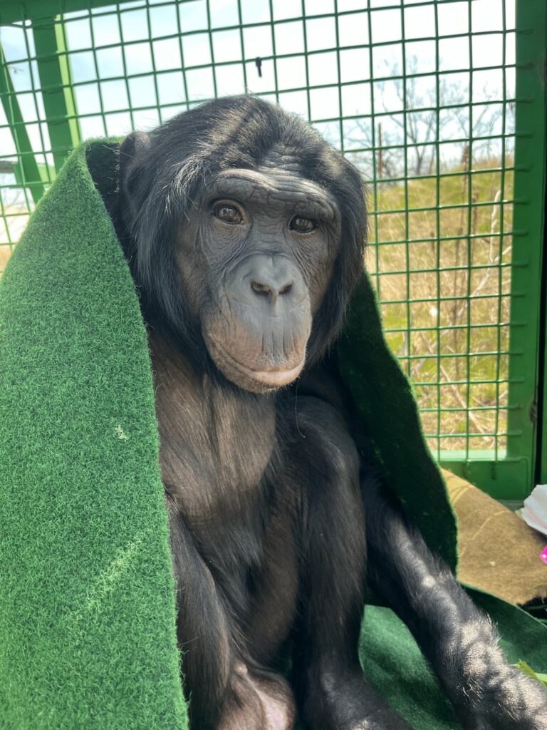 Bonobo