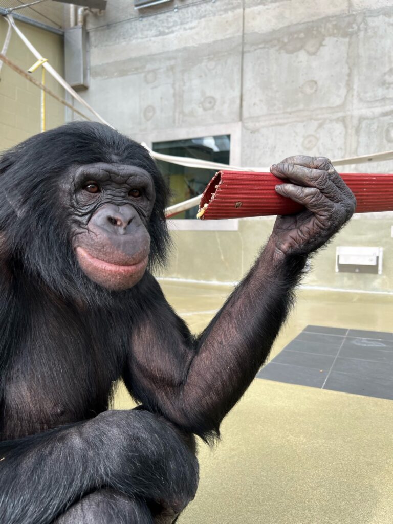 Bonobo