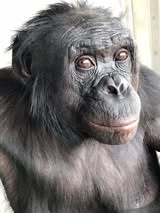 Bonobo