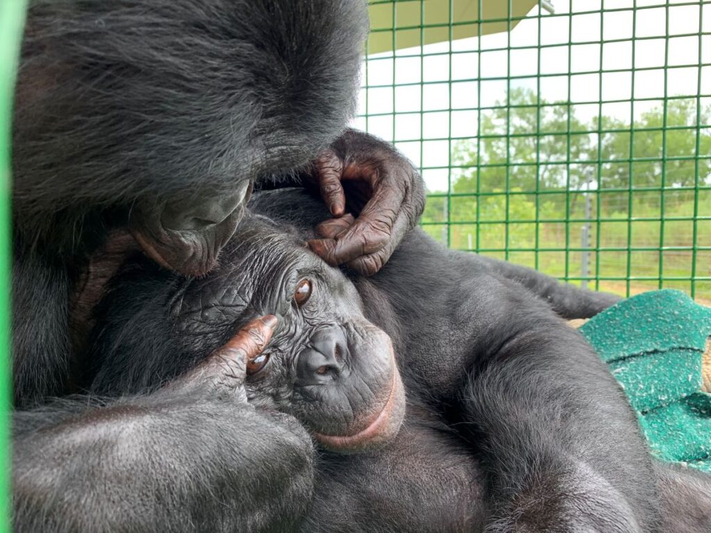 Bonobo