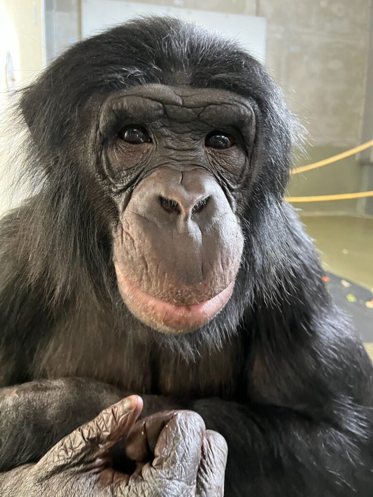 Bonobo