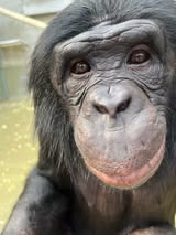 Bonobo
