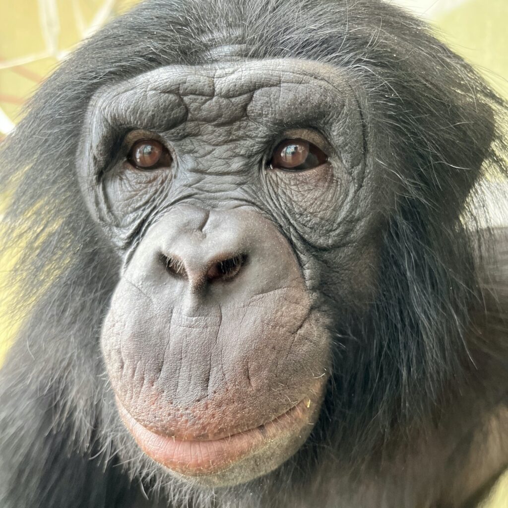Bonobo