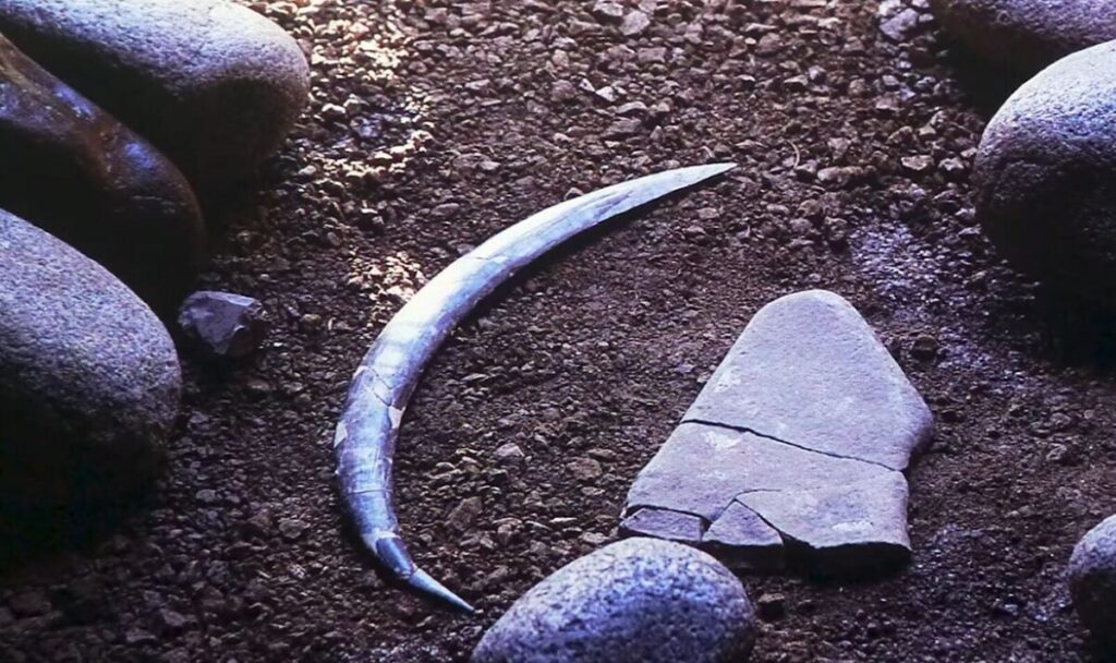 Boomerang