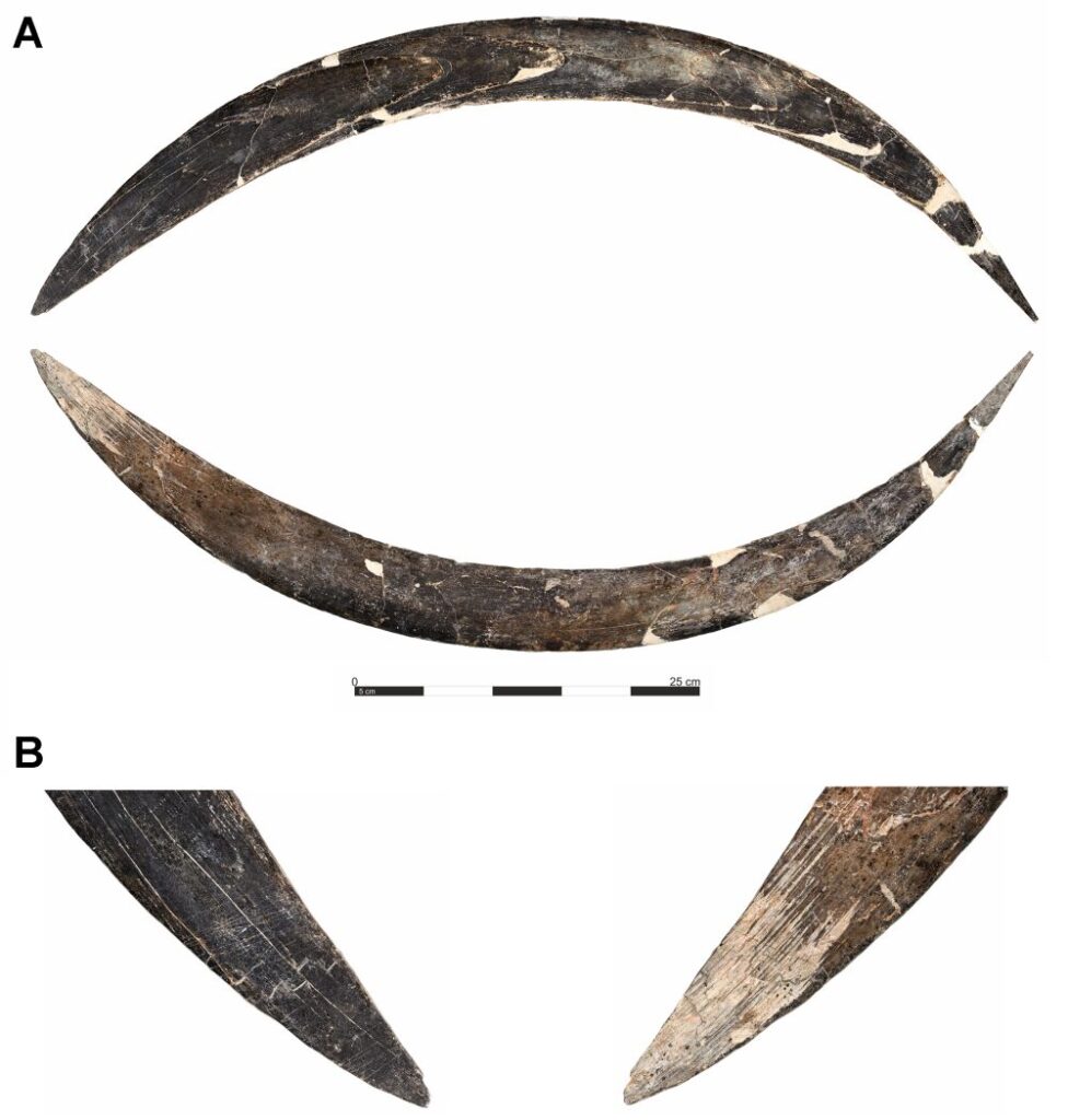 Boomerang