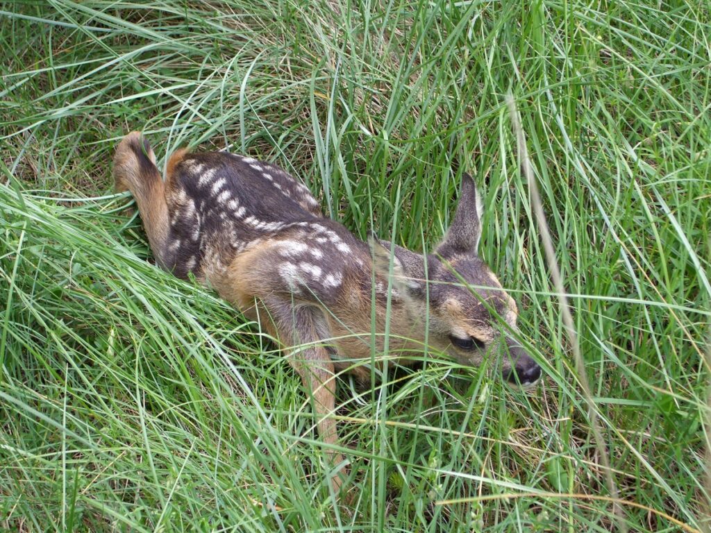 Cucciolo di Capriolo_Sila-ph Gianluca Congi