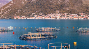 FISHIMPACT settore ittico enea