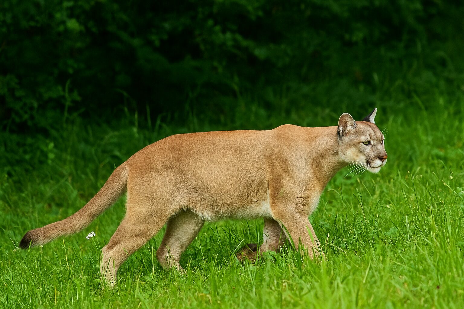 Ascoli Piceno, allarme felino: avvistamenti misteriosi e caccia al “puma” con droni e fototrappole