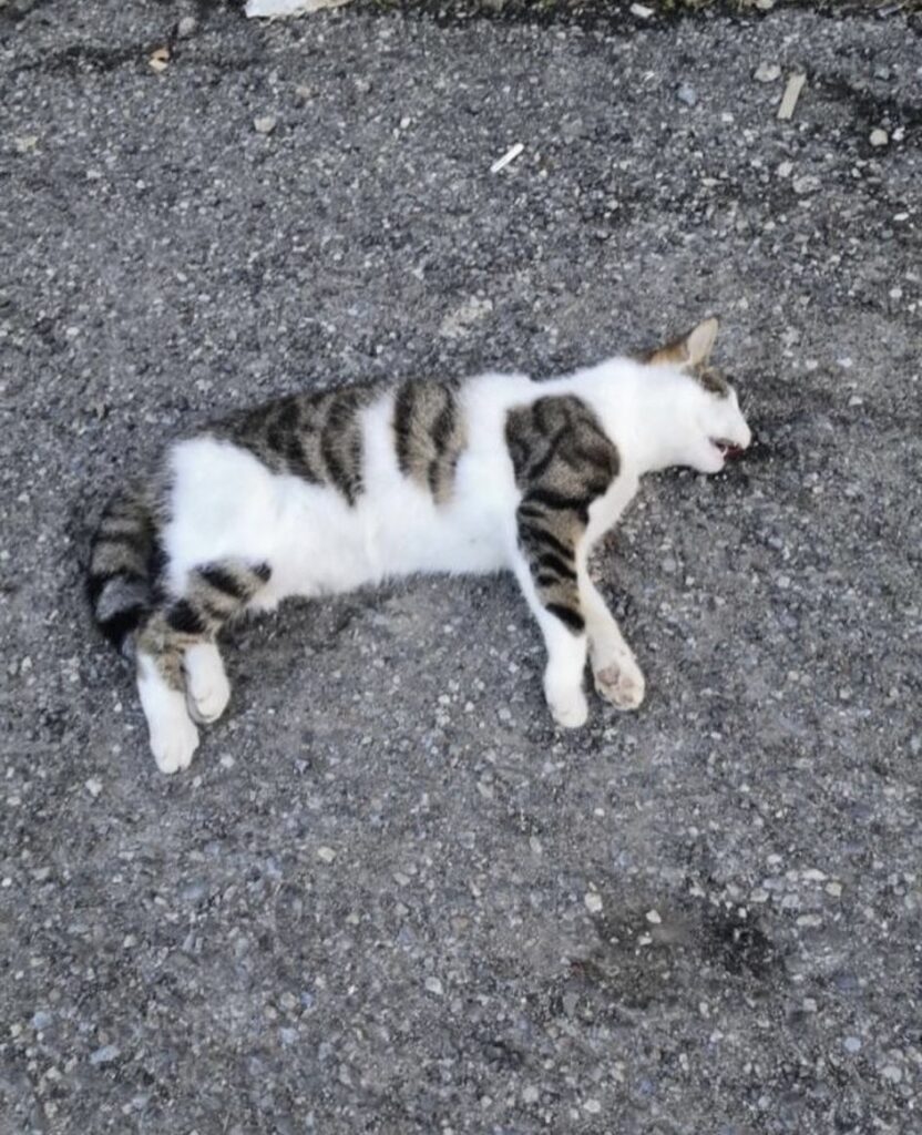 Gatti Reggio Calabria