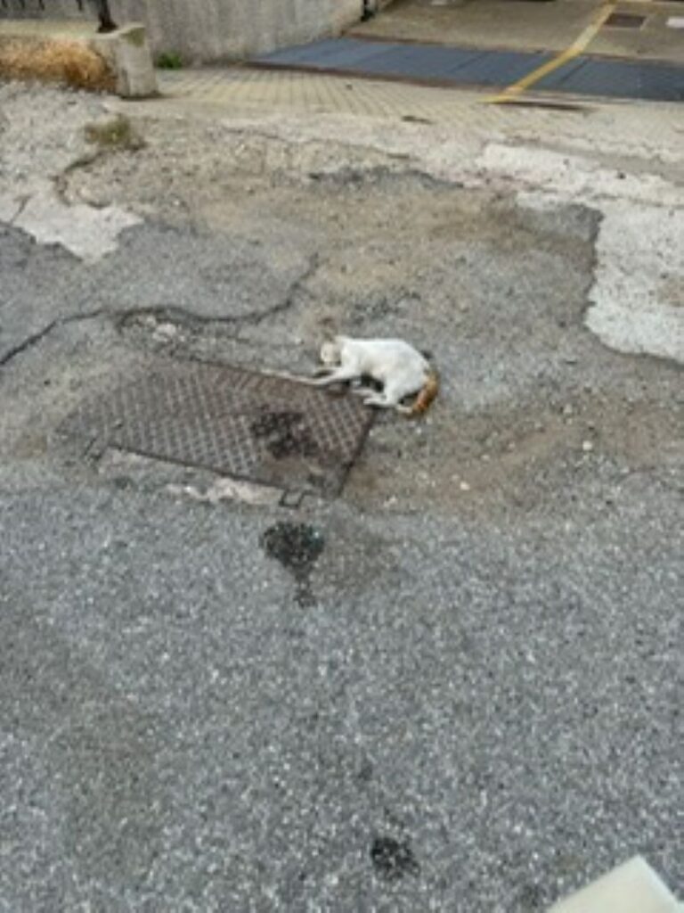 Gatti Reggio Calabria