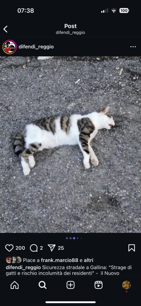 Gatti Reggio Calabria