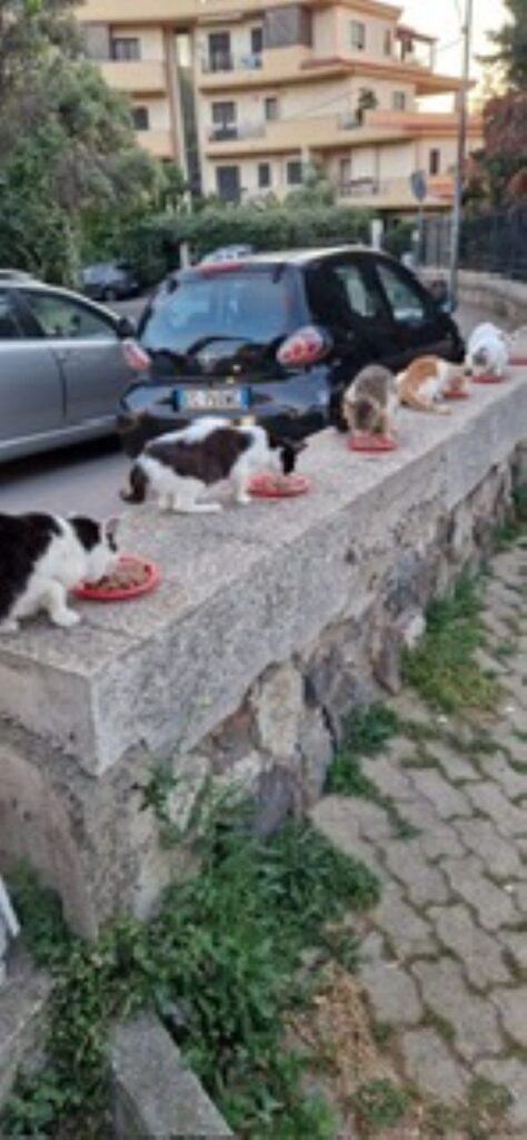 Gatti Reggio Calabria