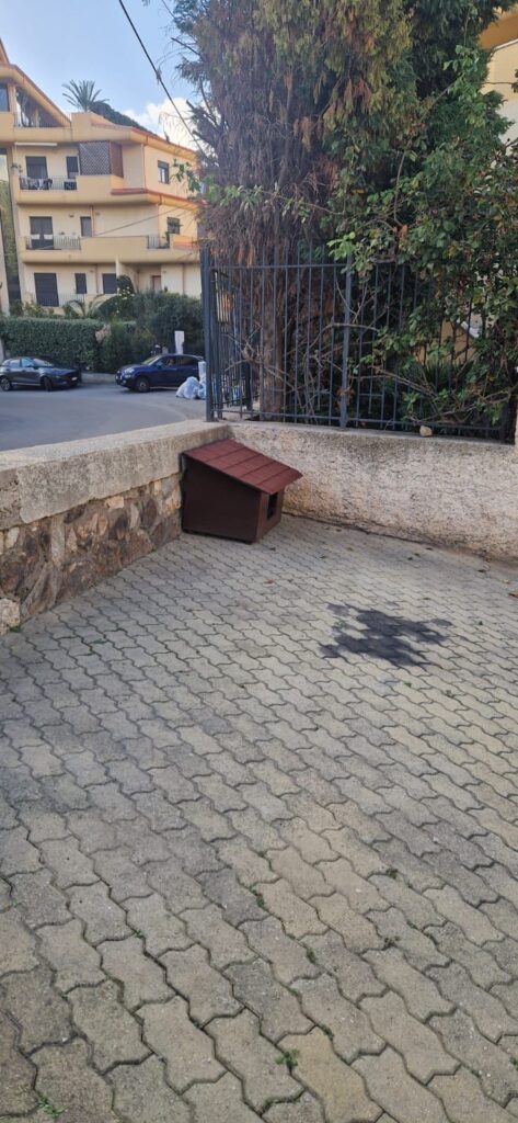 Gatti Reggio Calabria