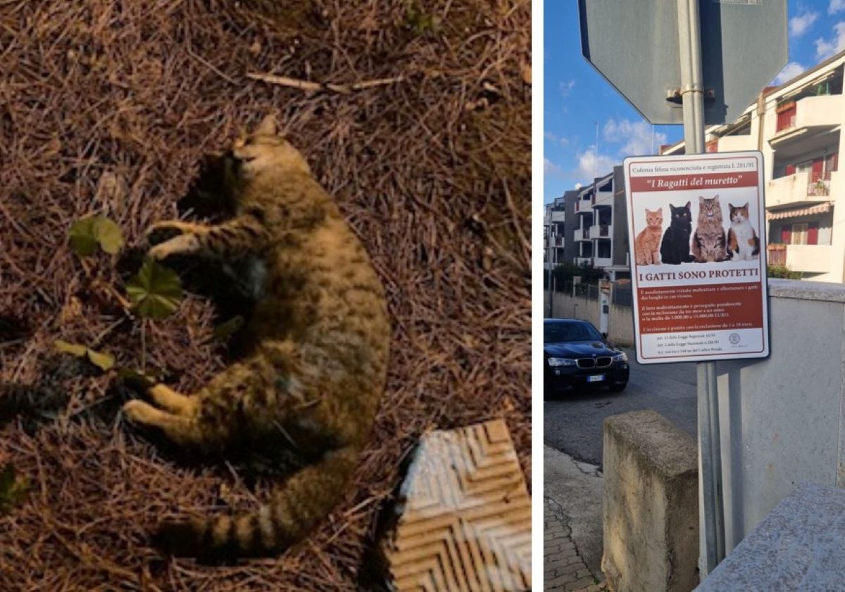 Gallina (Reggio Calabria), strage silenziosa di gatti: la denuncia con un’azione simbolica | FOTO