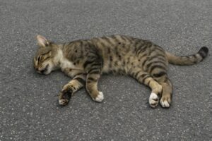 Gatto