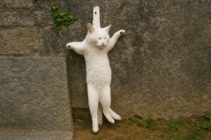 Gatto crocifisso