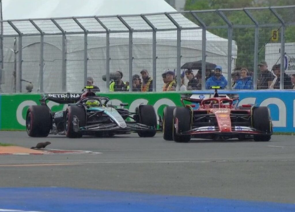 Hamilton Marmotta
