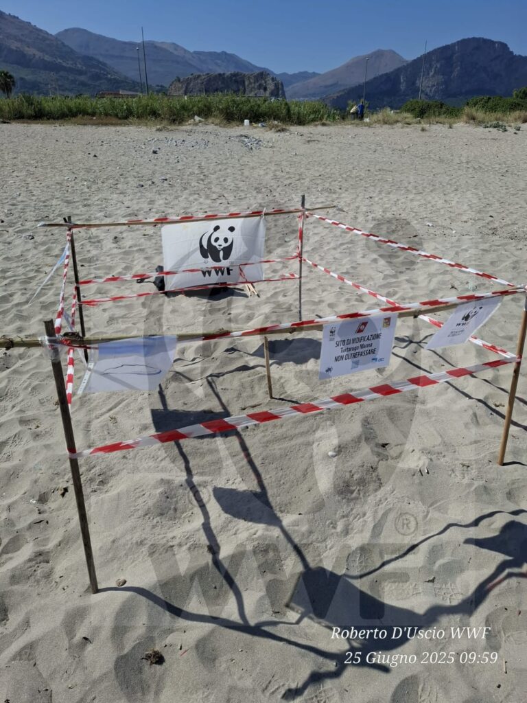 WWF Capaci