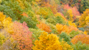 alberi monumentali ambiente