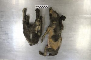 cuccioli lupo era glaciale