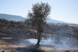 incendi turchia
