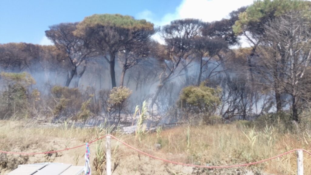 incendio scarlino toscana