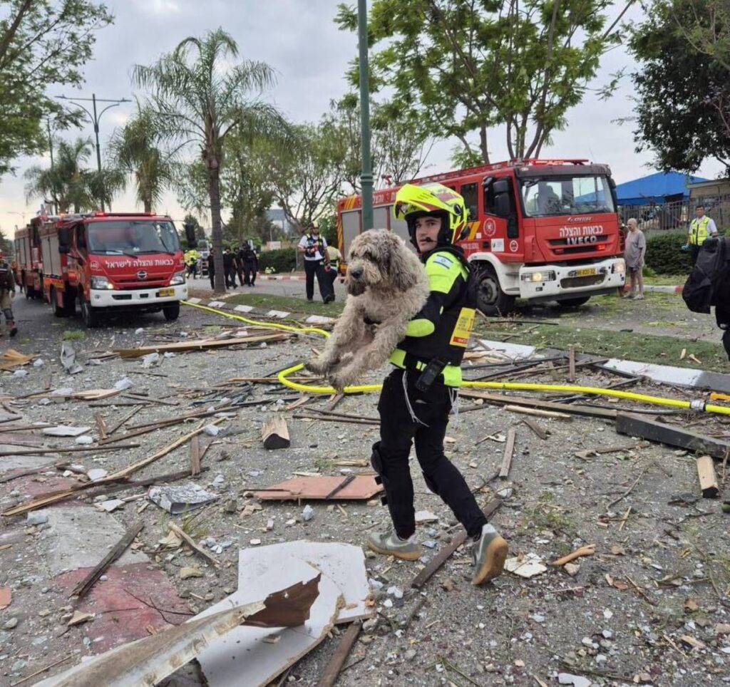 israele cane salvato macerie