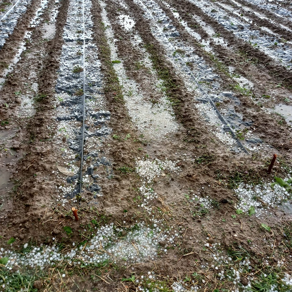 maltempo agricoltura valle diano 2