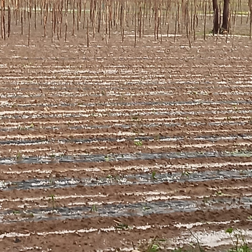 maltempo agricoltura valle diano 2