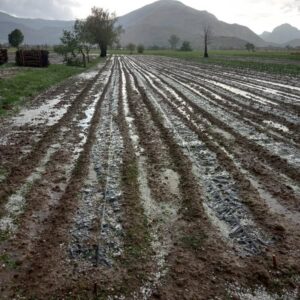 maltempo agricoltura valle diano 2