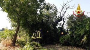 maltempo emilia romagna vento alberi vigili fuoco