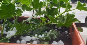 maltempo grandine lazio